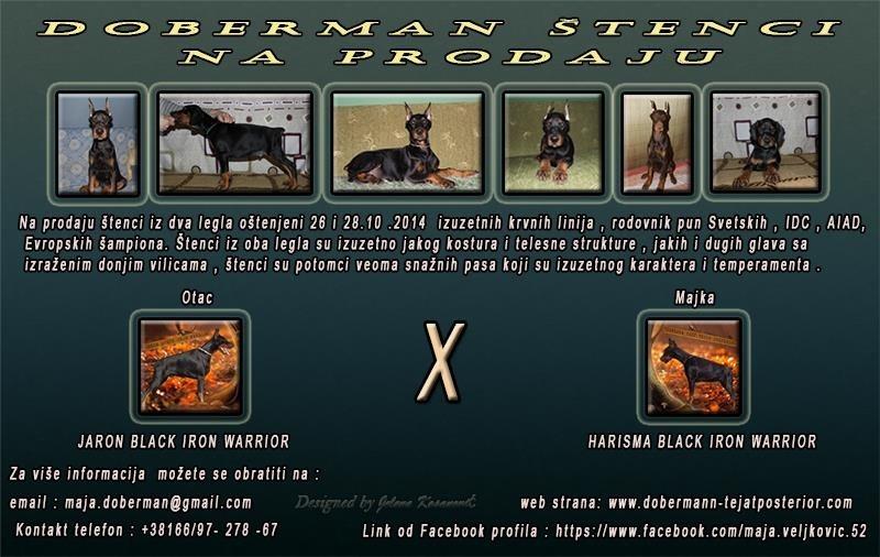 Doberman-štenci-na-prodaju