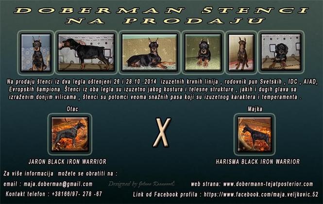 Doberman štenci na prodaju