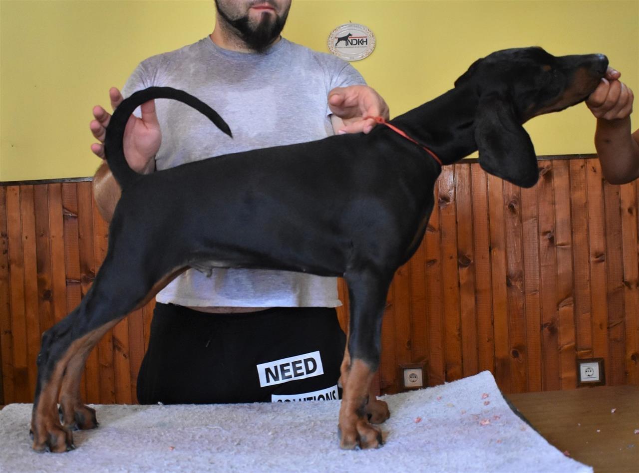 Stenci-dobermana-