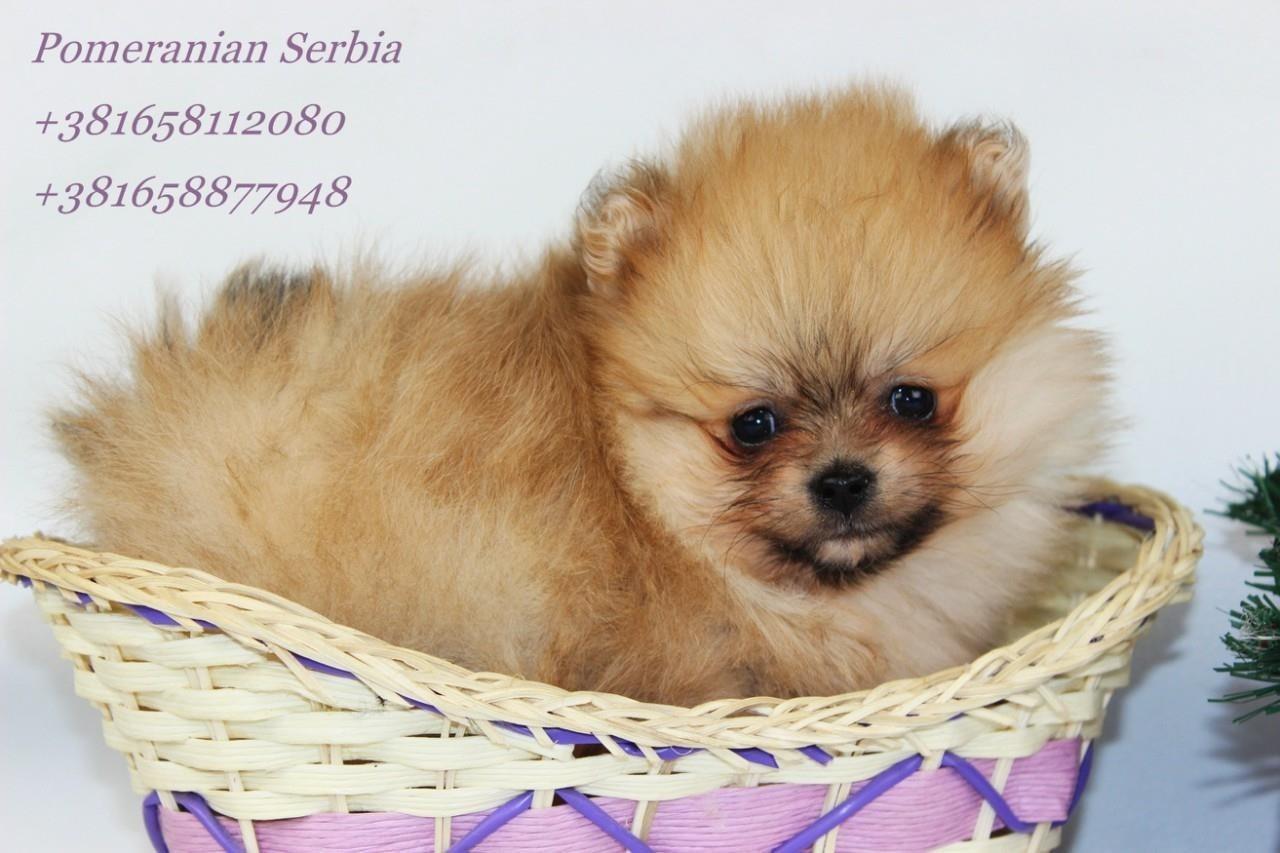 Pomeranac-Boo-zenkica