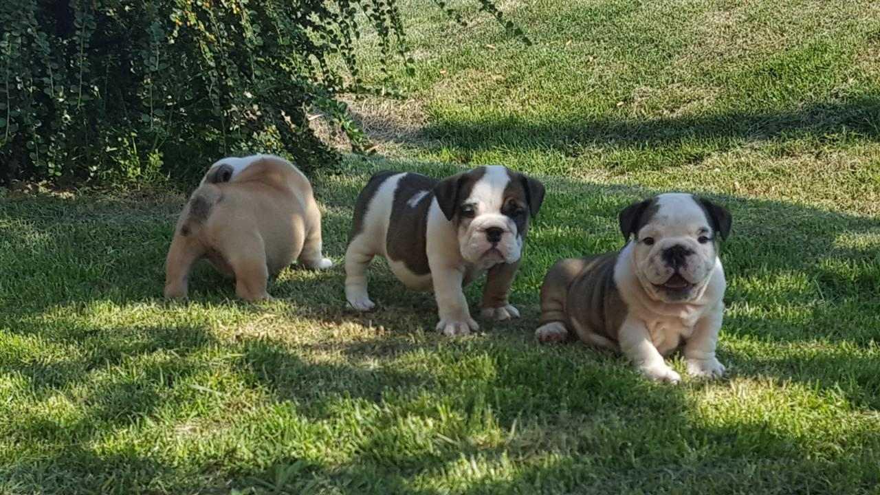 Engleski-buldog-štenci