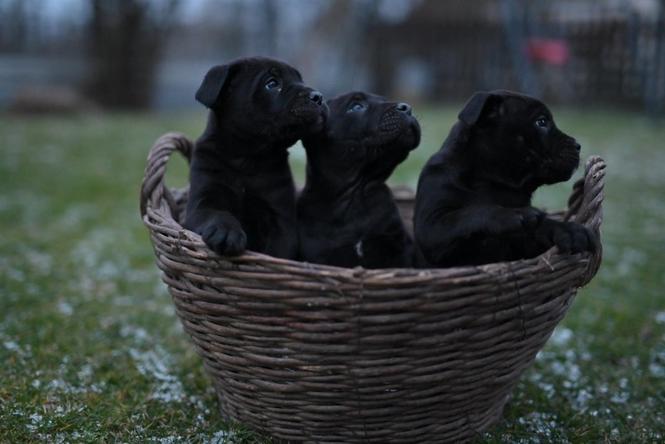 Kane Korso Cane Corso