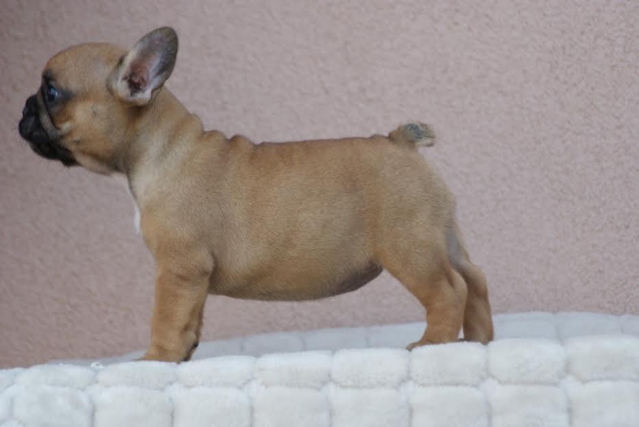 Francuski-buldog--štenci-