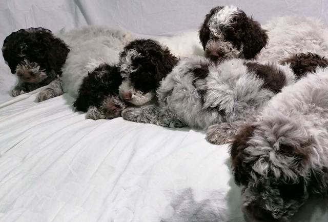 Lagotto-Romagnolo-stenci
