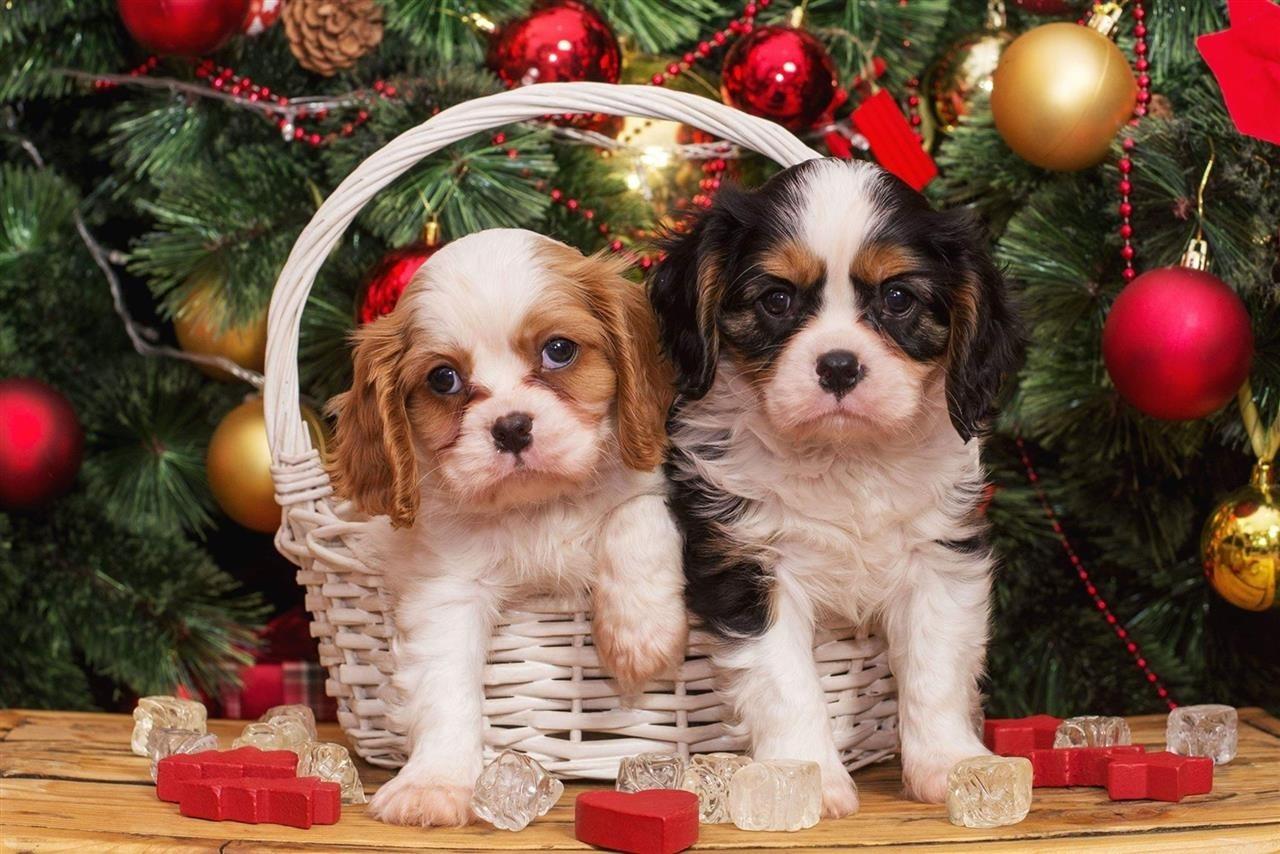 Cavalier-king-Charles-spaniel-štenci