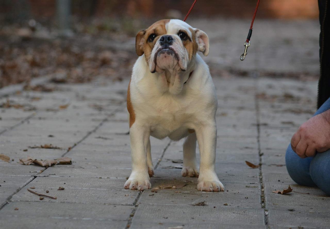 Engleski-buldog