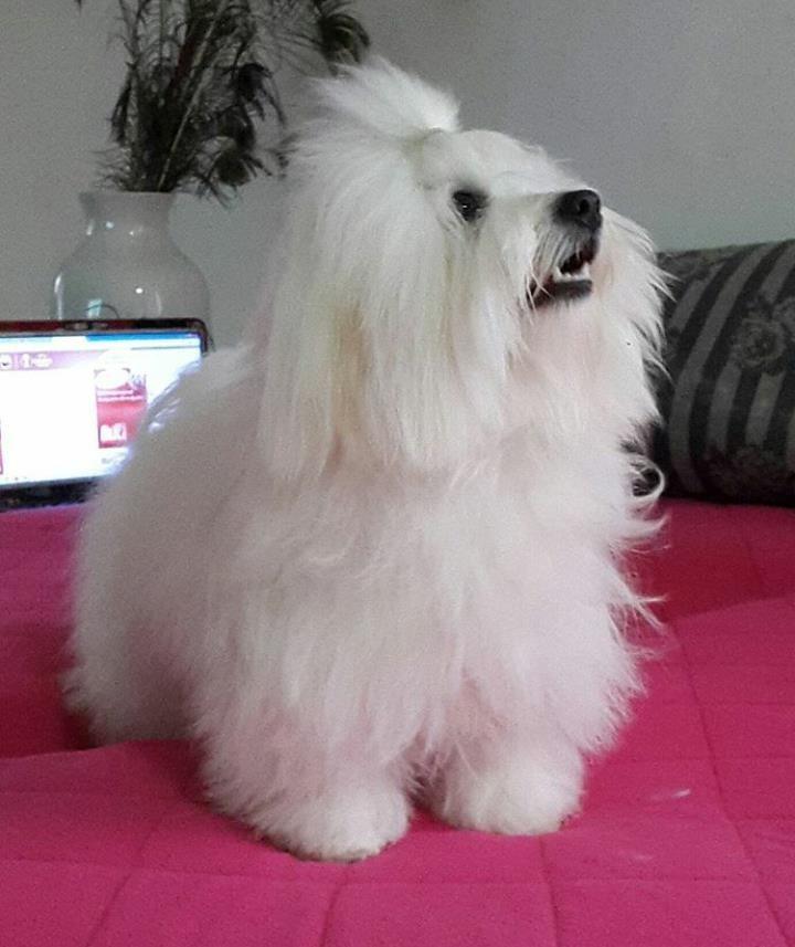 Coton-de-Tulear