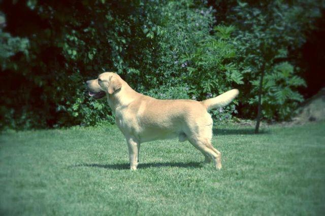 Labrador-stenci-na-prodaju-