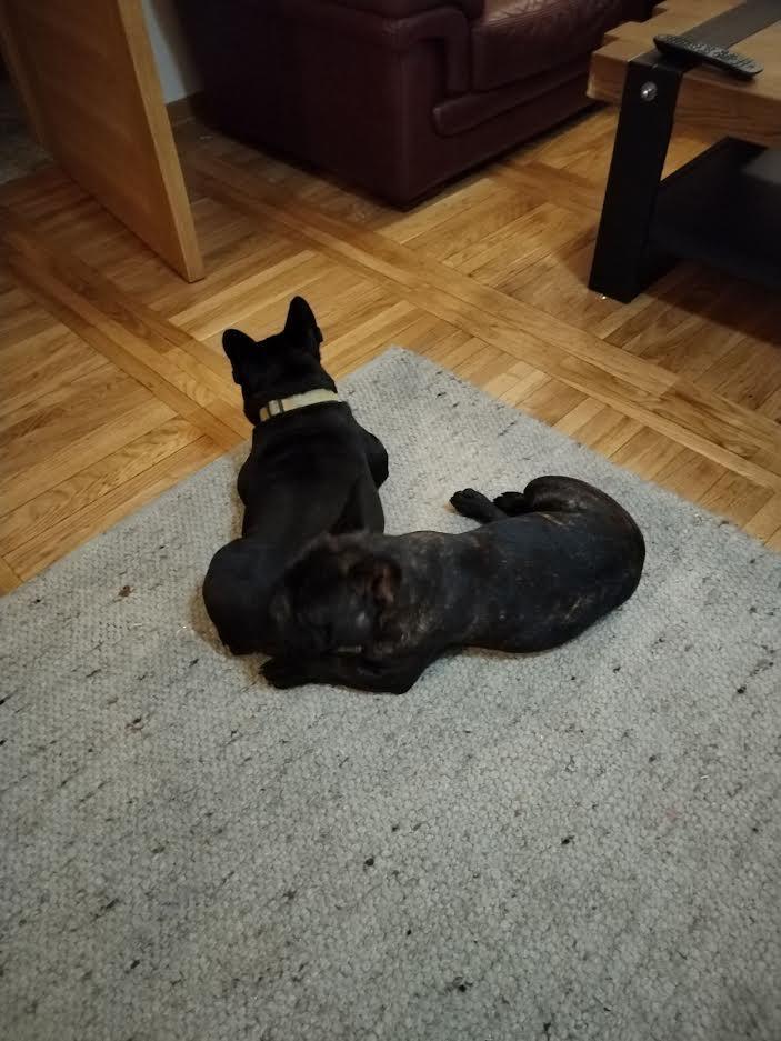 Francuski-buldog--dve-zenke