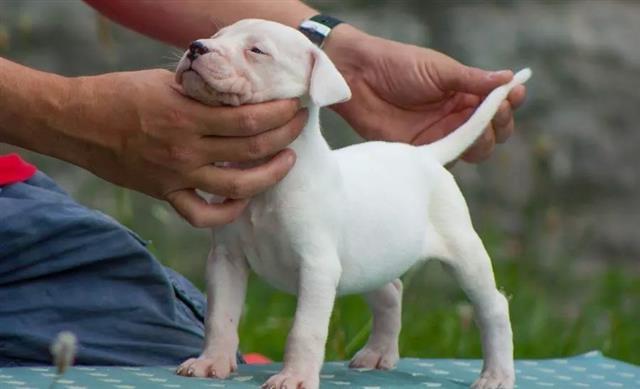 Dogo-argentino-stenci