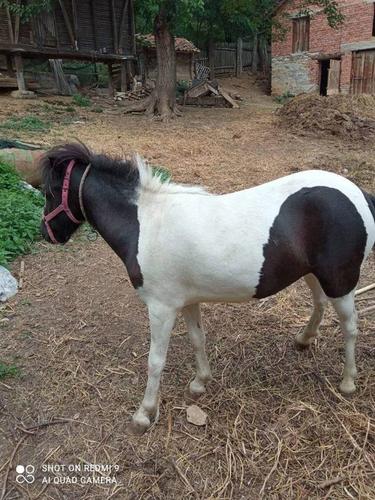 Poni i magarac