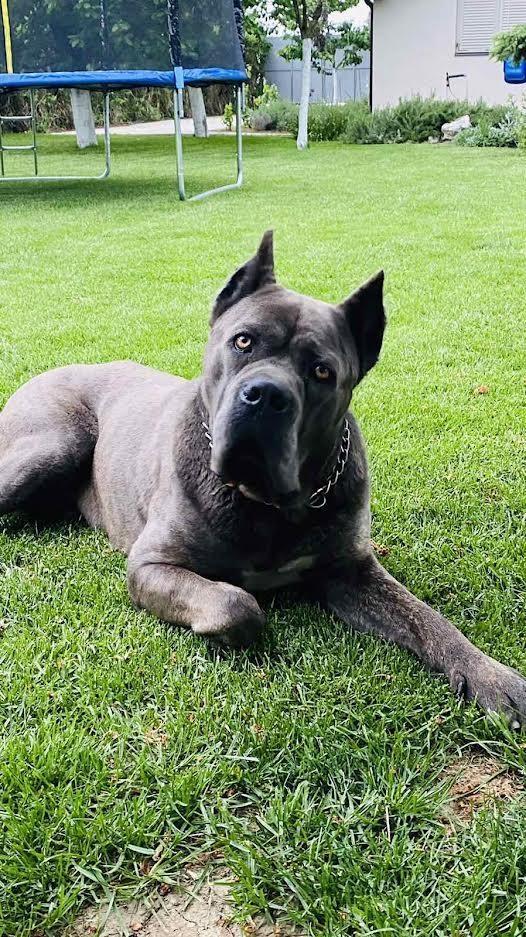 Cane-corso-