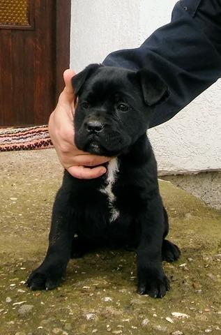 Cane-Corso-stenci