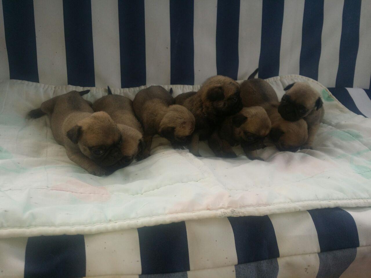Mops-stenad