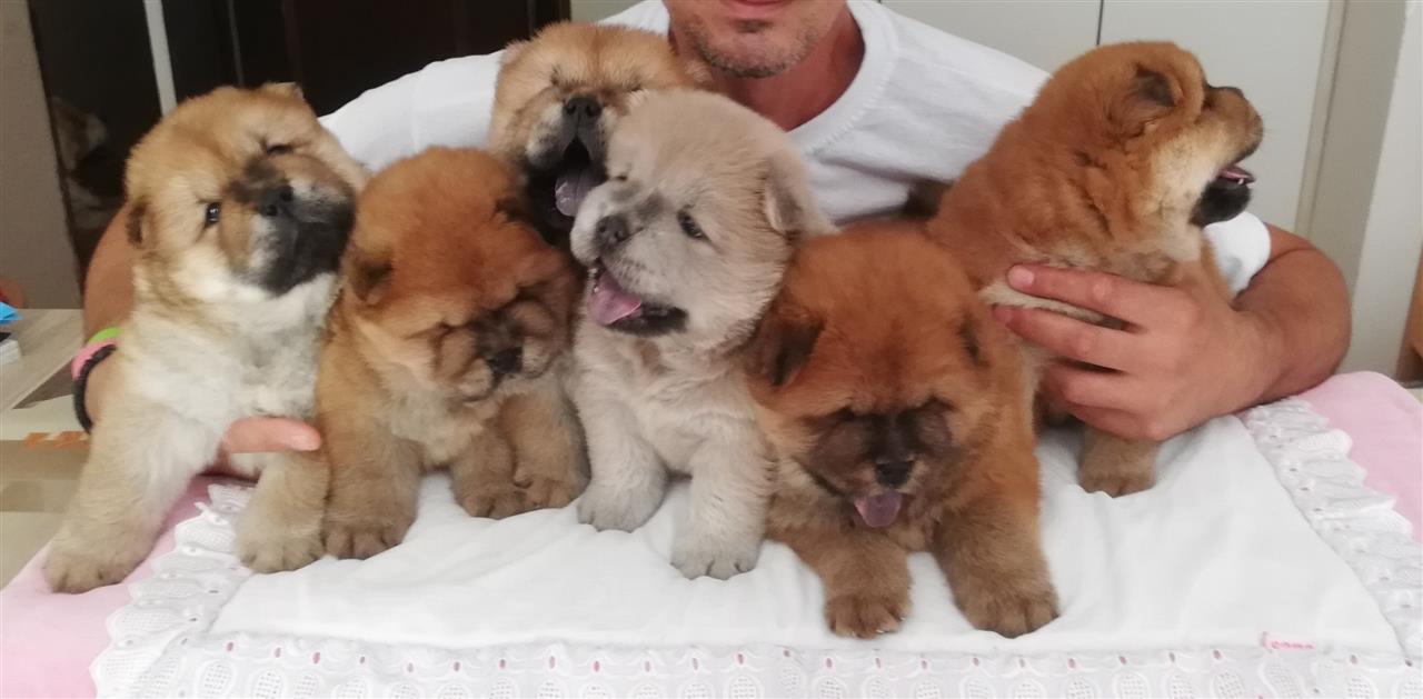 Chow-chow