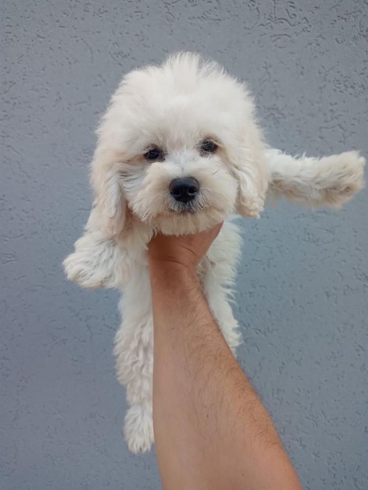 Maltipoo-stenci