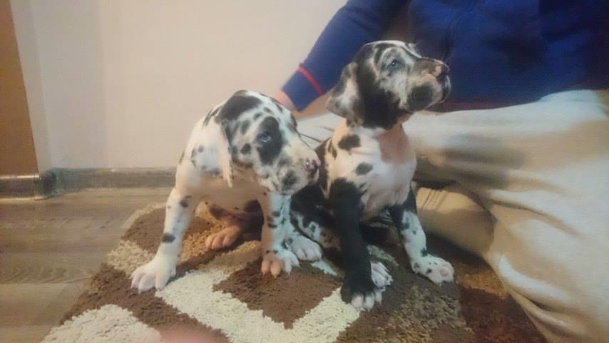 Nemačka-Doga-