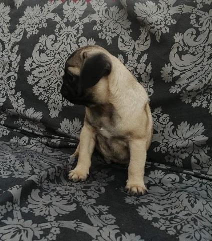 Mops-preslatki-štenci