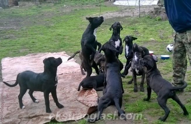 CANE-CORSO-štenad