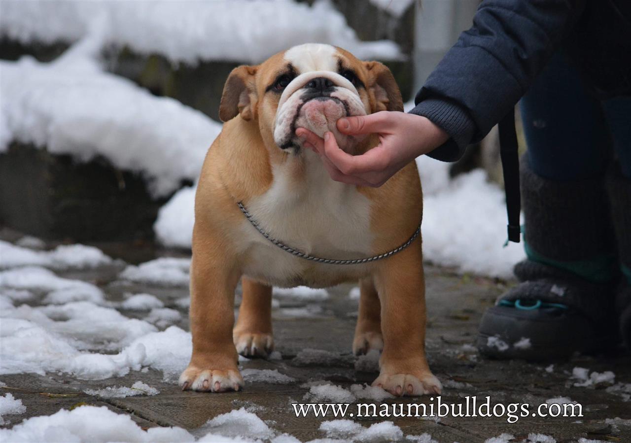 Engleski-Buldog