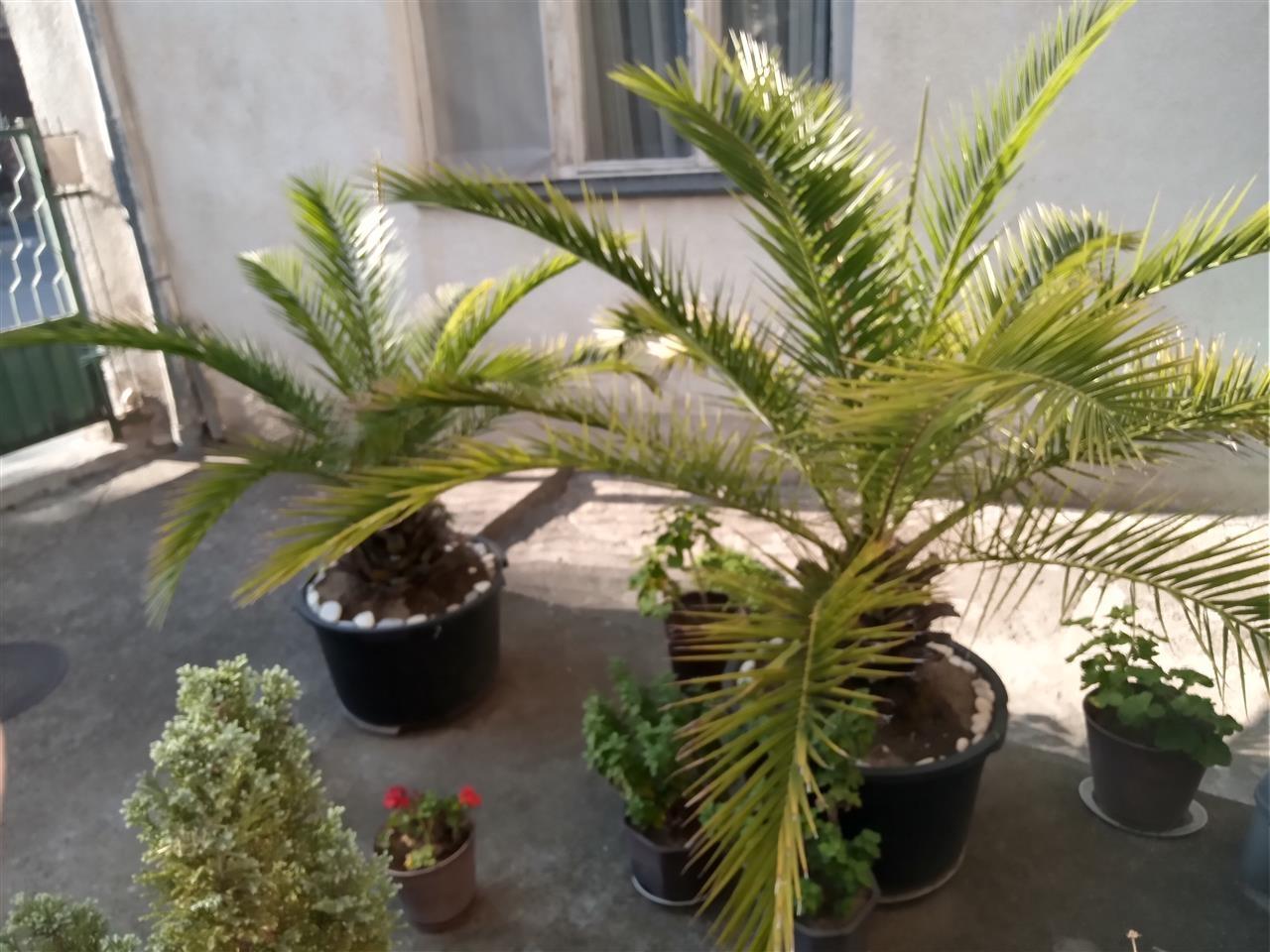Palme---