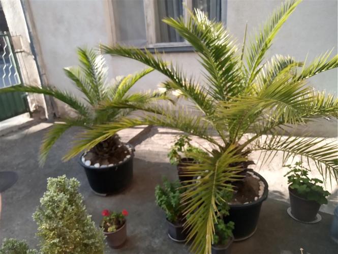 Palme!!!
