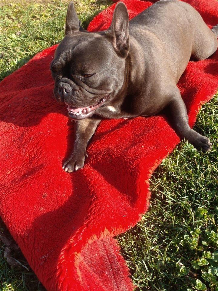 Francuski-buldog-ženka