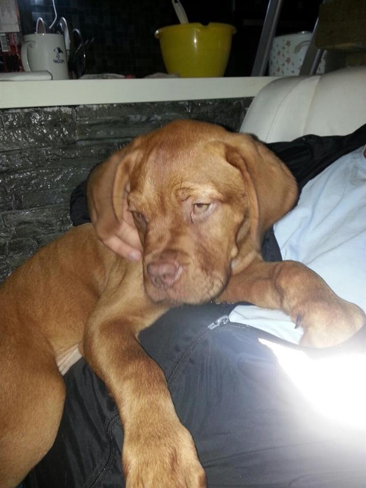 Bordoska-doga