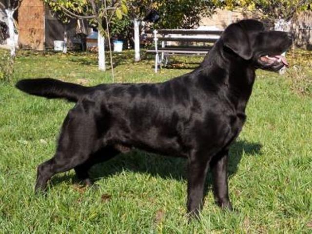 Labrador-stenci-