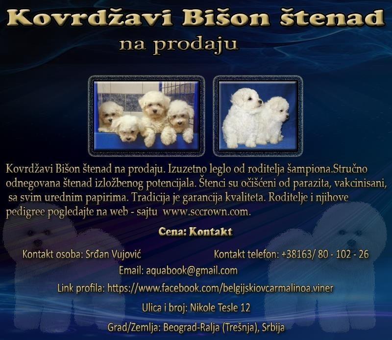 Kovrdžavi-Bišon-štenad-na-prodaju