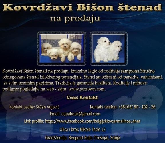 Kovrdžavi Bišon štenad na prodaju