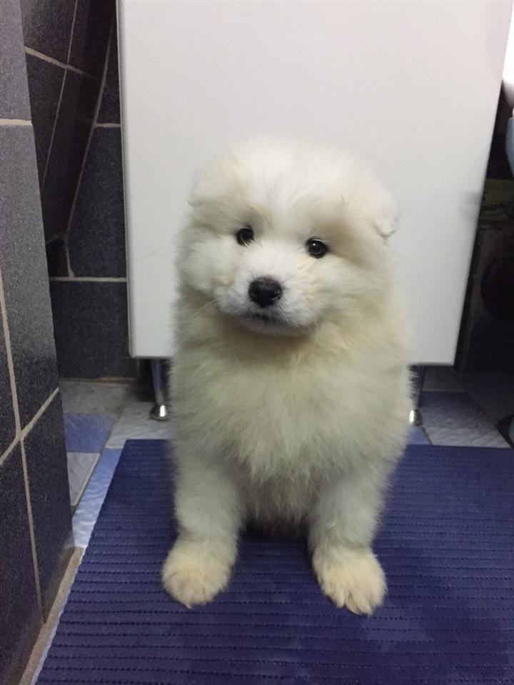 Sibirski-samojed-štenci