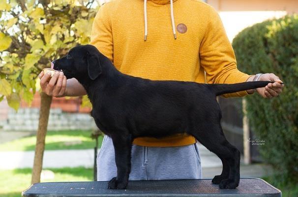 Labrador-Retriver-štenci