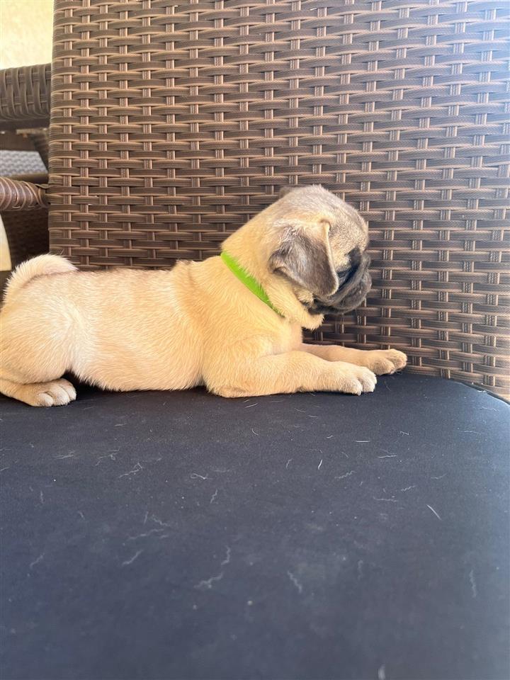 Mops-štenci