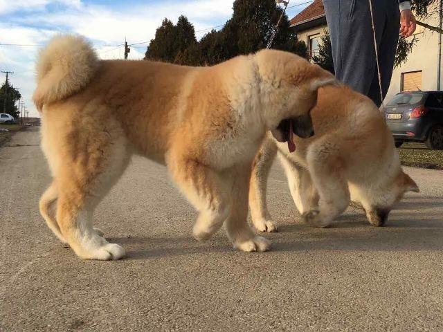 Akita-Inu--zenski-stenci