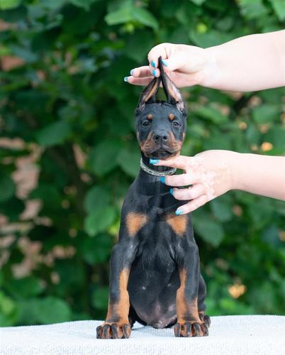 Doberman stenci