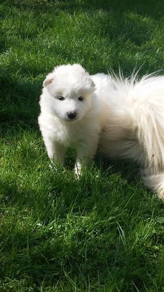 SAMOJED-ženkica