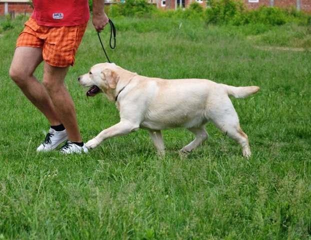 Labrador-retriver---Lucia-Kasta