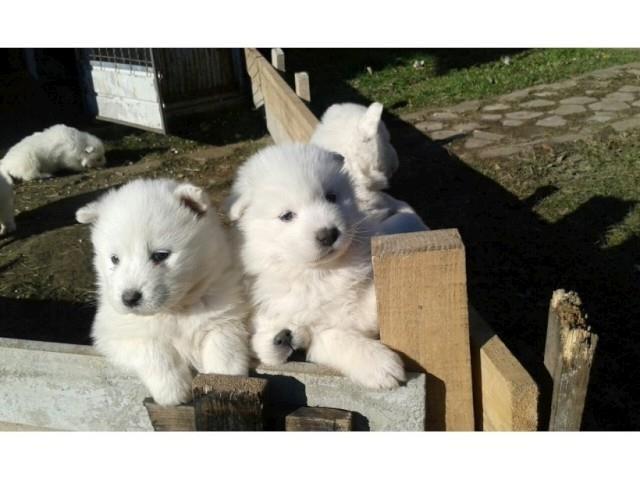 Samojed--štenci