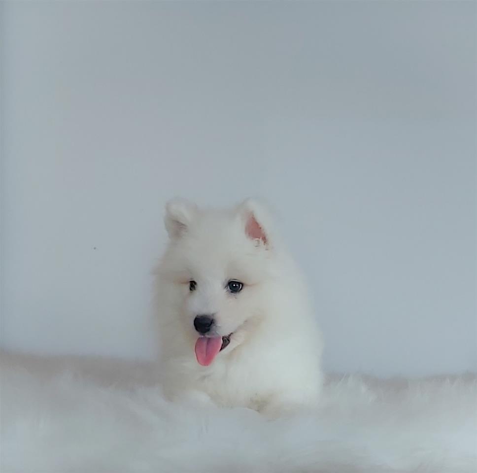 Samojed