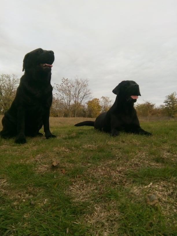 Dve-zenke-labradora