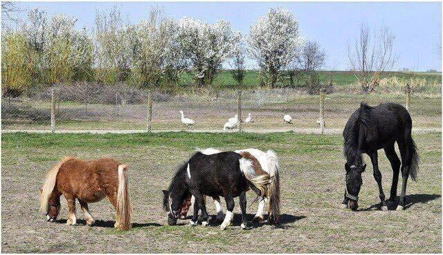 Setland-poni