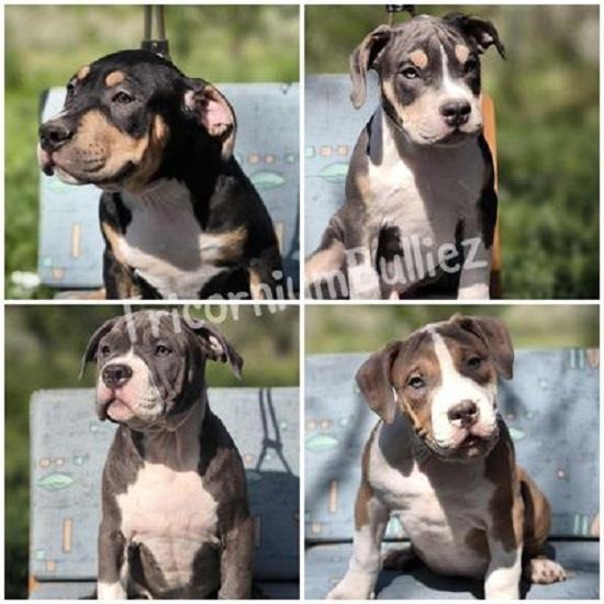 American-Bully-Klassic-Standard--