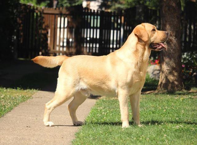 Labrador-retriver--hit-leglo-