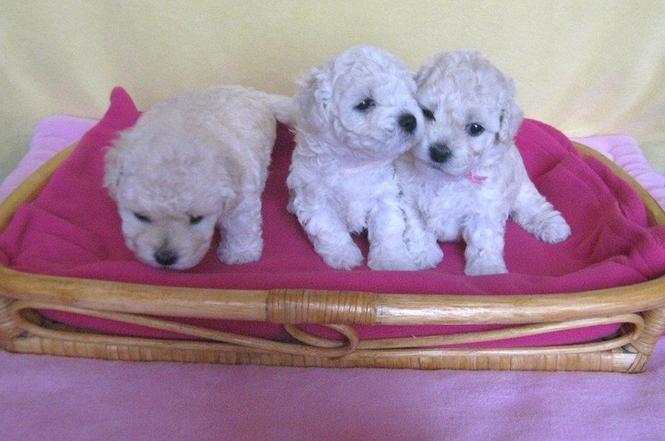 pudla