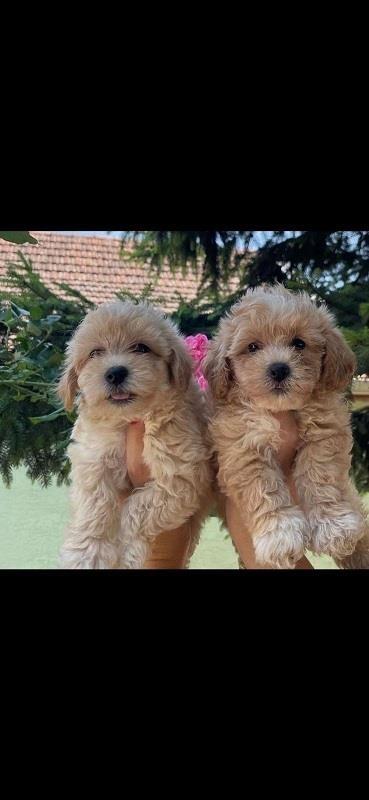 Malti-poo