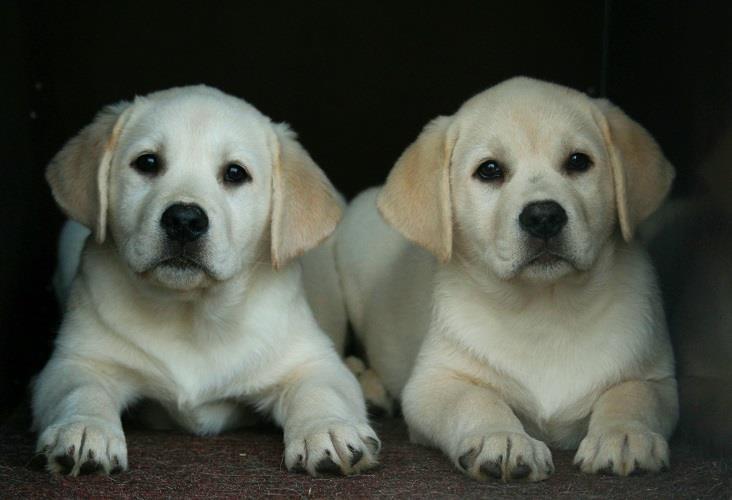 Labrador-stenci
