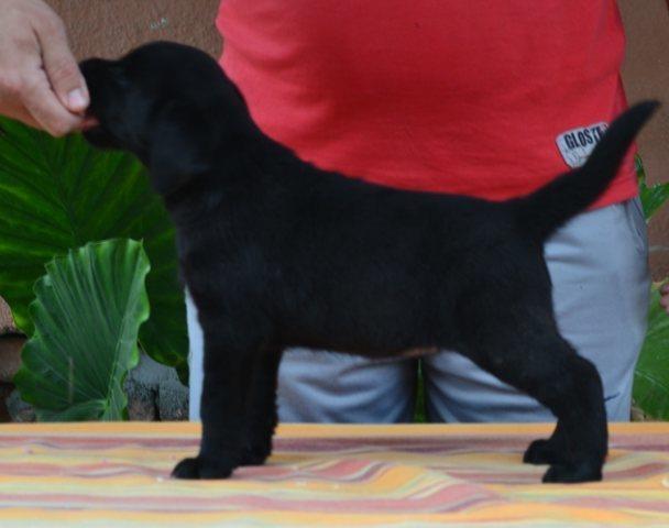 Labrador-retriver-stenci-od-vrhunskih-roditel