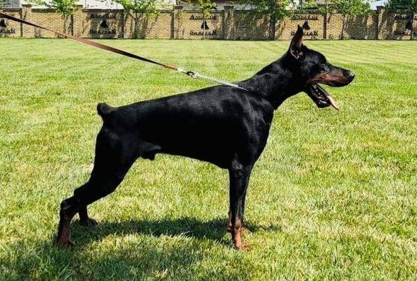 DOBERMAN-ŠTENAD