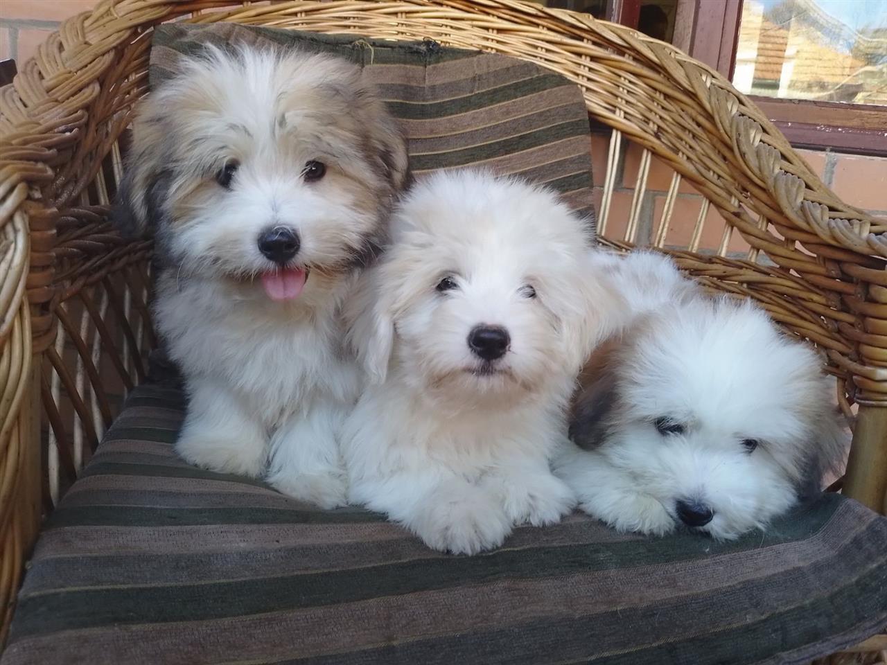 Štenci-COTON-DE-TULEAR-